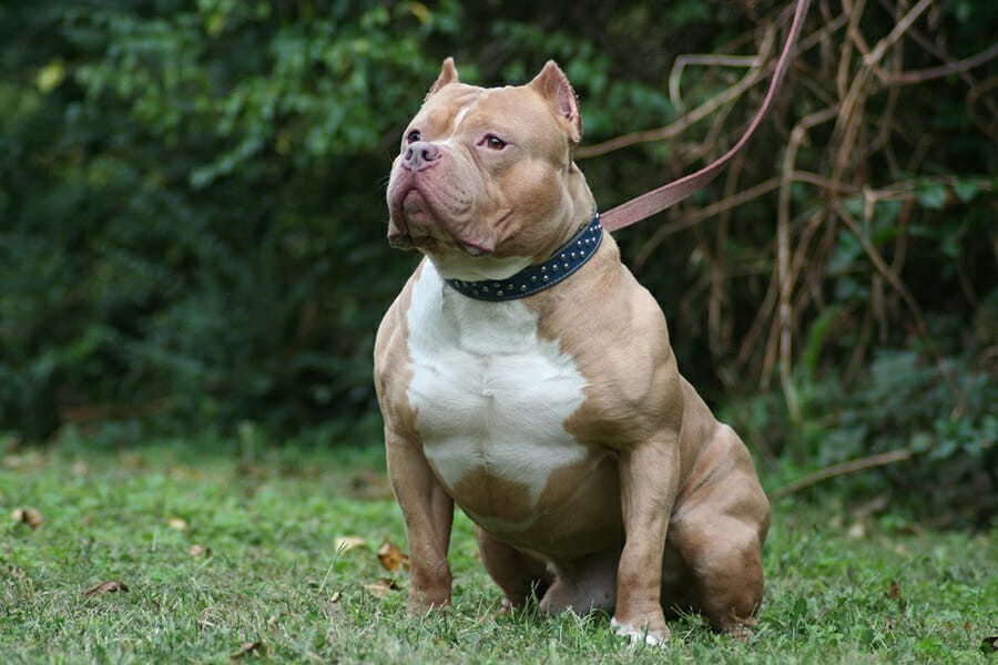 Pit Bull